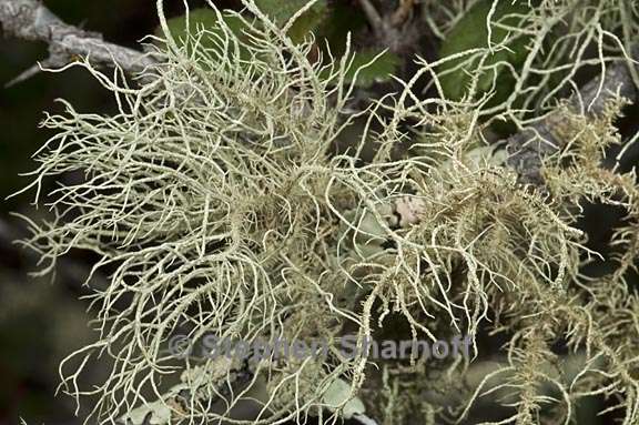 usnea mutabilis 4 graphic