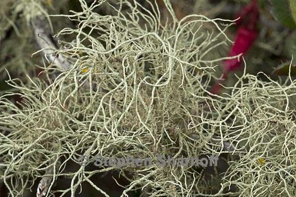 usnea mutabilis 5 graphic