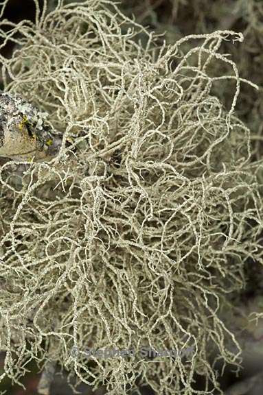 usnea mutabilis 6 graphic