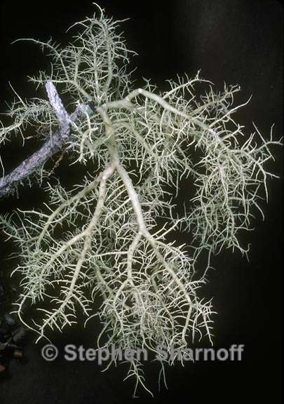 usnea occidentalis graphic