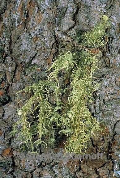 usnea parvula 5 graphic