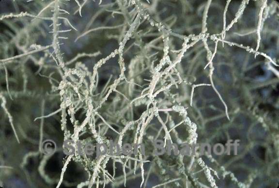 usnea perplexans 1 graphic