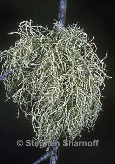 usnea perplexans 2 graphic