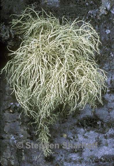 usnea perplexans 3 graphic