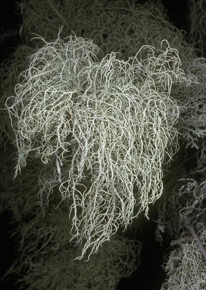 usnea perplexans cfr 1 graphic