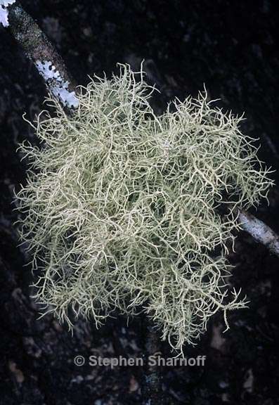 usnea praetervisa graphic