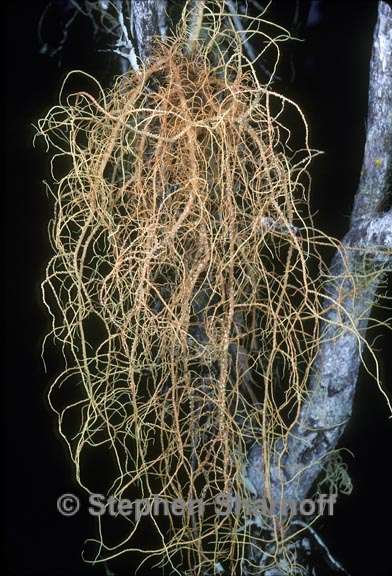 usnea rubicunda 1 graphic