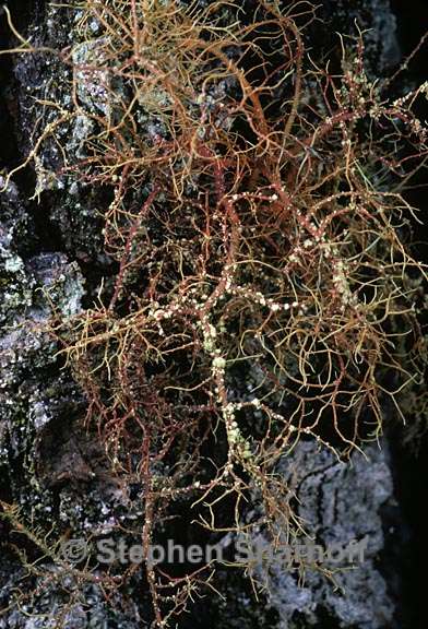 usnea rubicunda 10 graphic