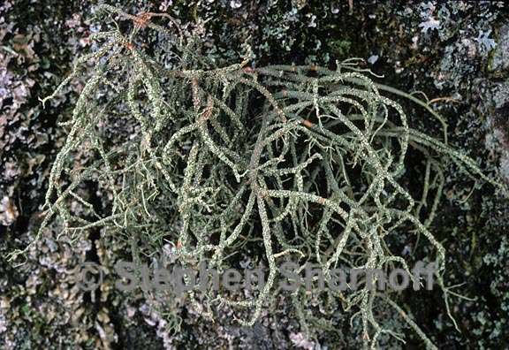 usnea rubicunda 11 graphic