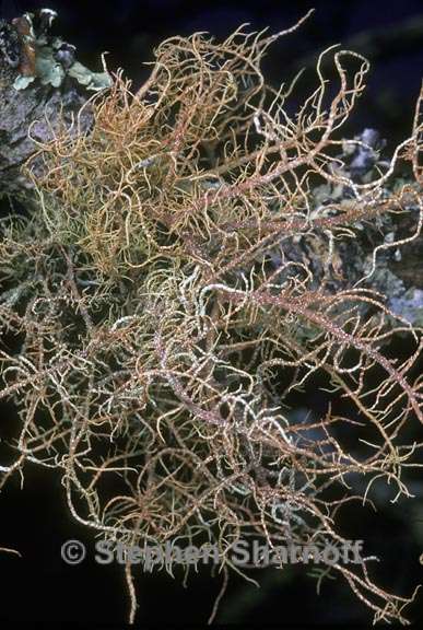 usnea rubicunda 2 graphic