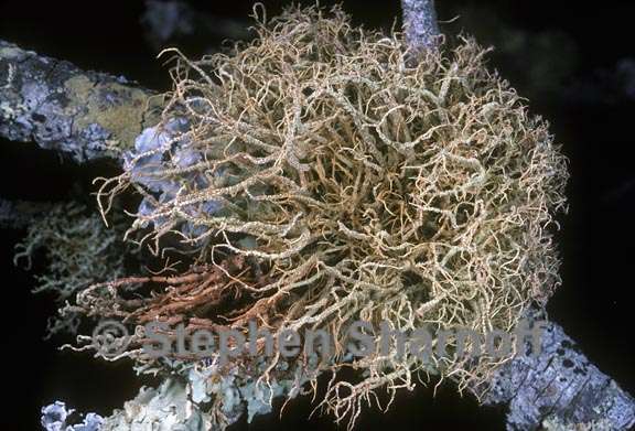 usnea rubicunda 3 graphic