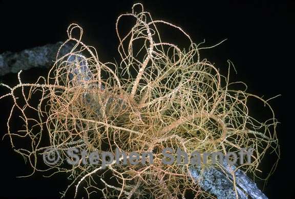 usnea rubicunda 4 graphic