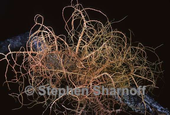 usnea rubicunda 4a graphic