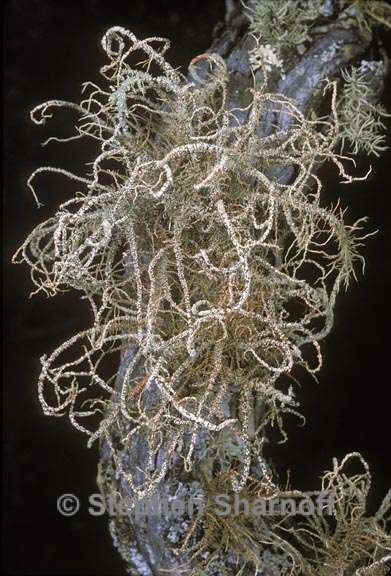 usnea rubicunda 5 graphic