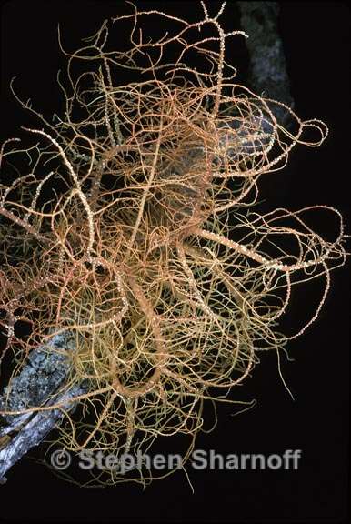 usnea rubicunda 6 graphic