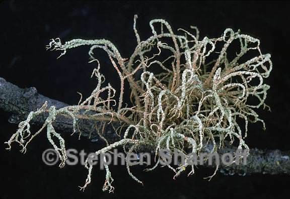 usnea rubicunda 7 graphic