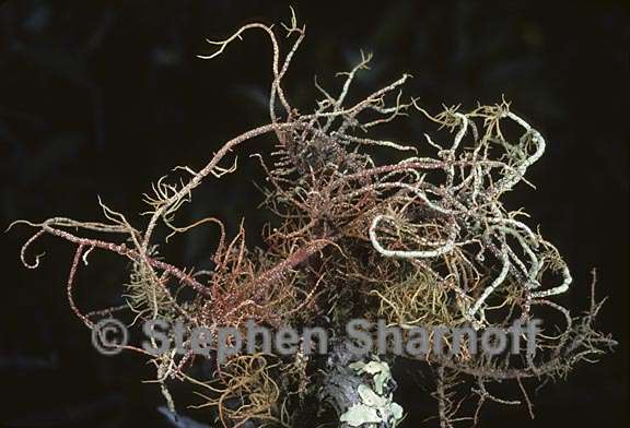 usnea rubicunda 8 graphic