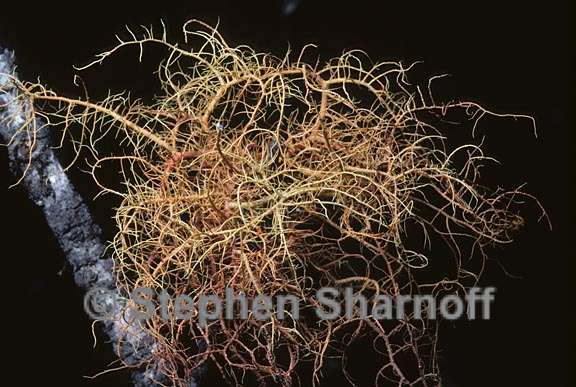 usnea rubicunda 9 graphic