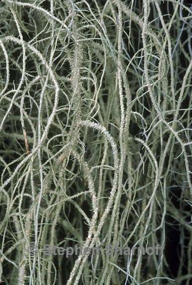 usnea scabrata 1 graphic