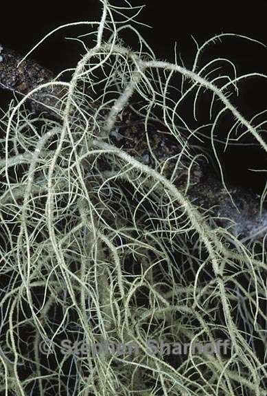 usnea scabrata 2 graphic