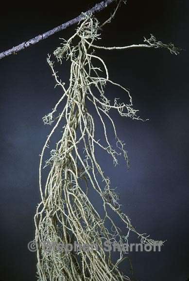 usnea scabrata 3 graphic