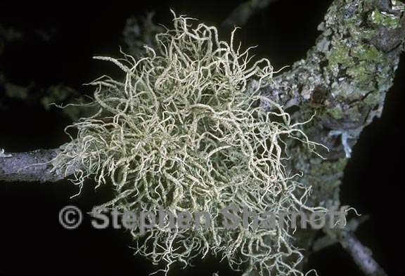 usnea silesiaca graphic