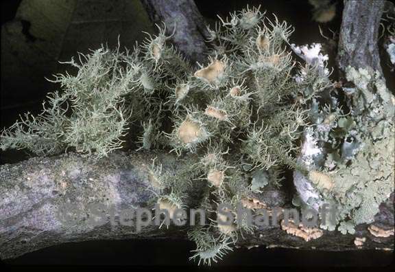 usnea strigosa 1 graphic