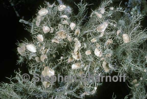 usnea strigosa 2 graphic