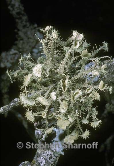 usnea strigosa 3 graphic