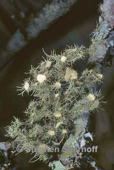 usnea strigosa 4 graphic