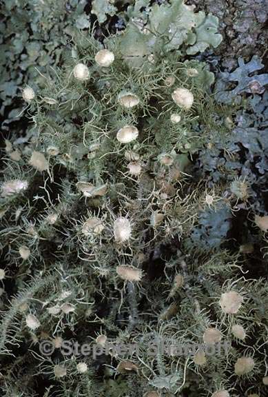 usnea strigosa 5 graphic