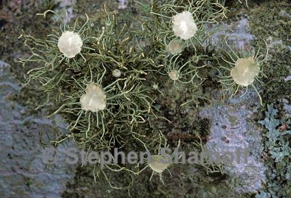 usnea strigosa 6 graphic