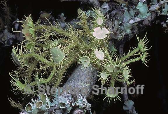 usnea strigosa sl 1 graphic