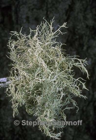 usnea subfloridana graphic