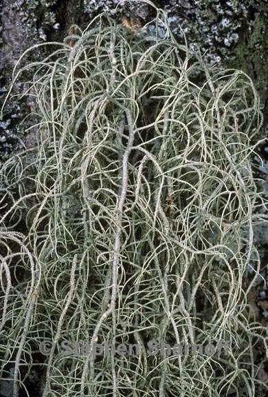 usnea subgracilis 1 graphic