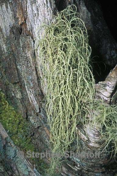 usnea subscabrosa 1 graphic