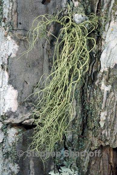 usnea subscabrosa 2 graphic