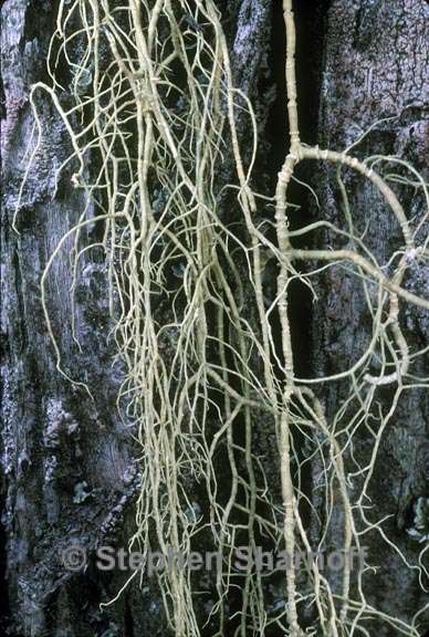 usnea trichodea 1 graphic