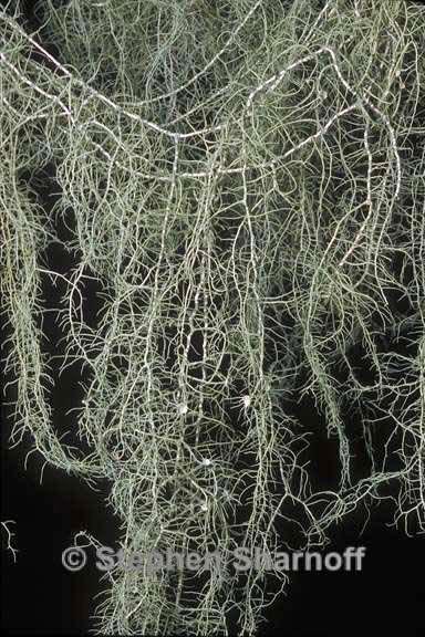 usnea trichodea 2 graphic