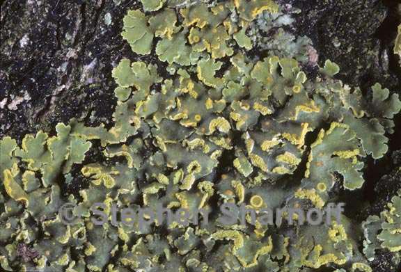 xanthomendoza fallax 6 graphic