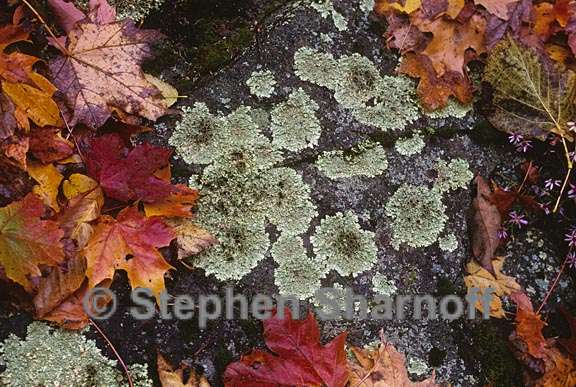 xanthoparmelia cumberlandia leaves graphic