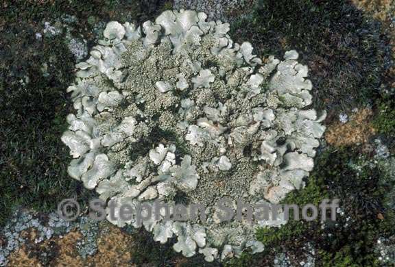 xanthoparmelia schmidtii graphic