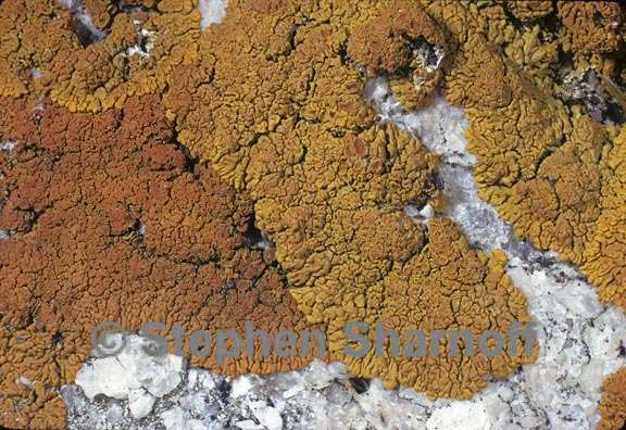 xanthoria 1 graphic