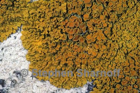 xanthoria parietina 1 graphic