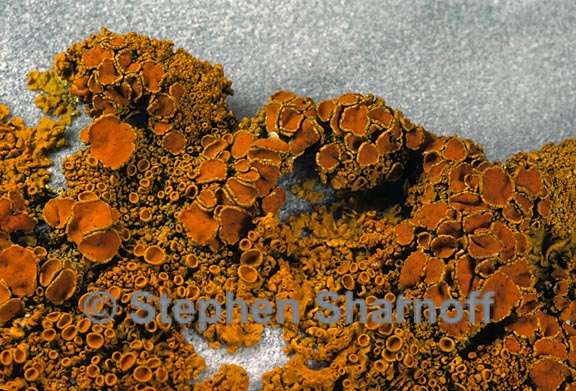 xanthoria parietina 10 graphic