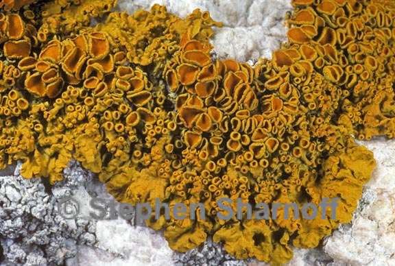 xanthoria parietina 2 graphic