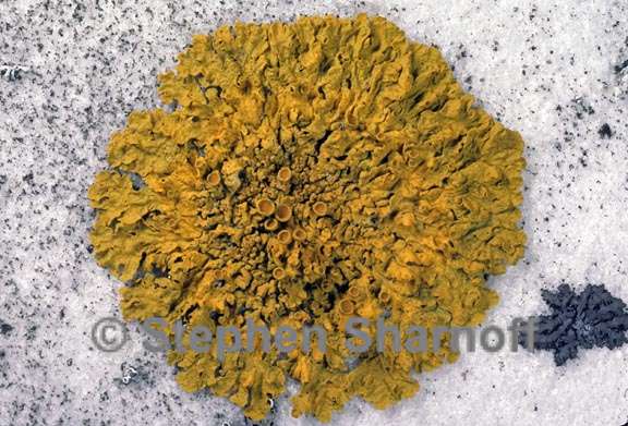 xanthoria parietina 3 graphic