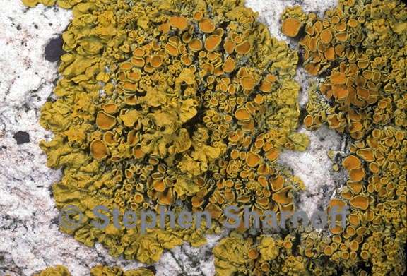 xanthoria parietina 4 graphic