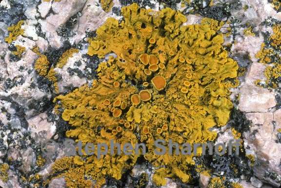 xanthoria parietina 5 graphic