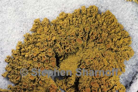 xanthoria parietina 6 graphic